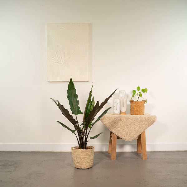 Olifantsoor - Alocasia Lauterbachiana - incl. Mand Selin - Ø19cm - ↕80cm