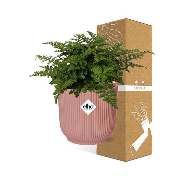 Tongvaren - Asplenium Parvati - incl. Elho Vibes Fold Roze - ↕14cm