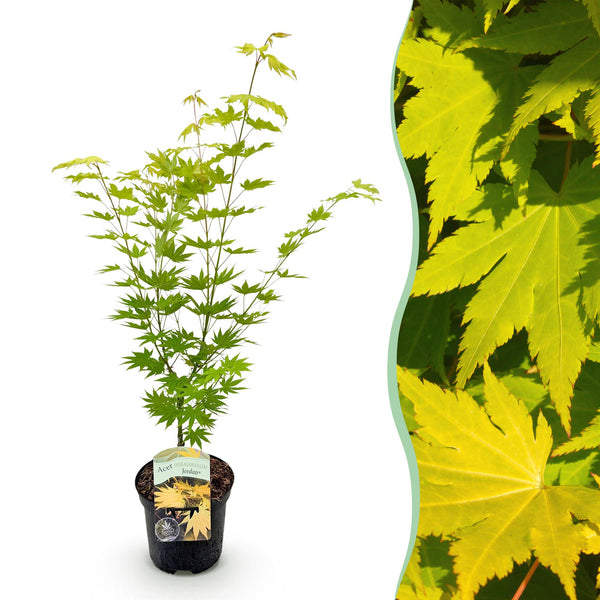 Japanse Esdoorn - Acer palmatum Jordan - Geel - Ø19cm - ↕70cm