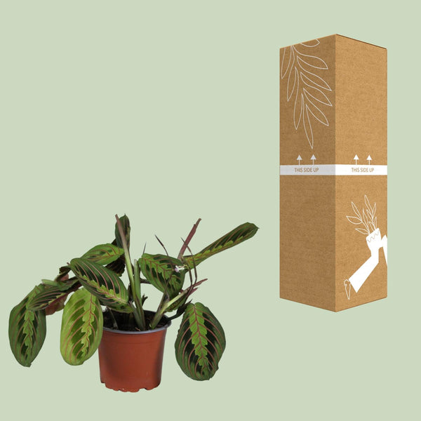Zebraplant - Maranta Leuconeura Fascinator - Ø12cm - ↕30cm