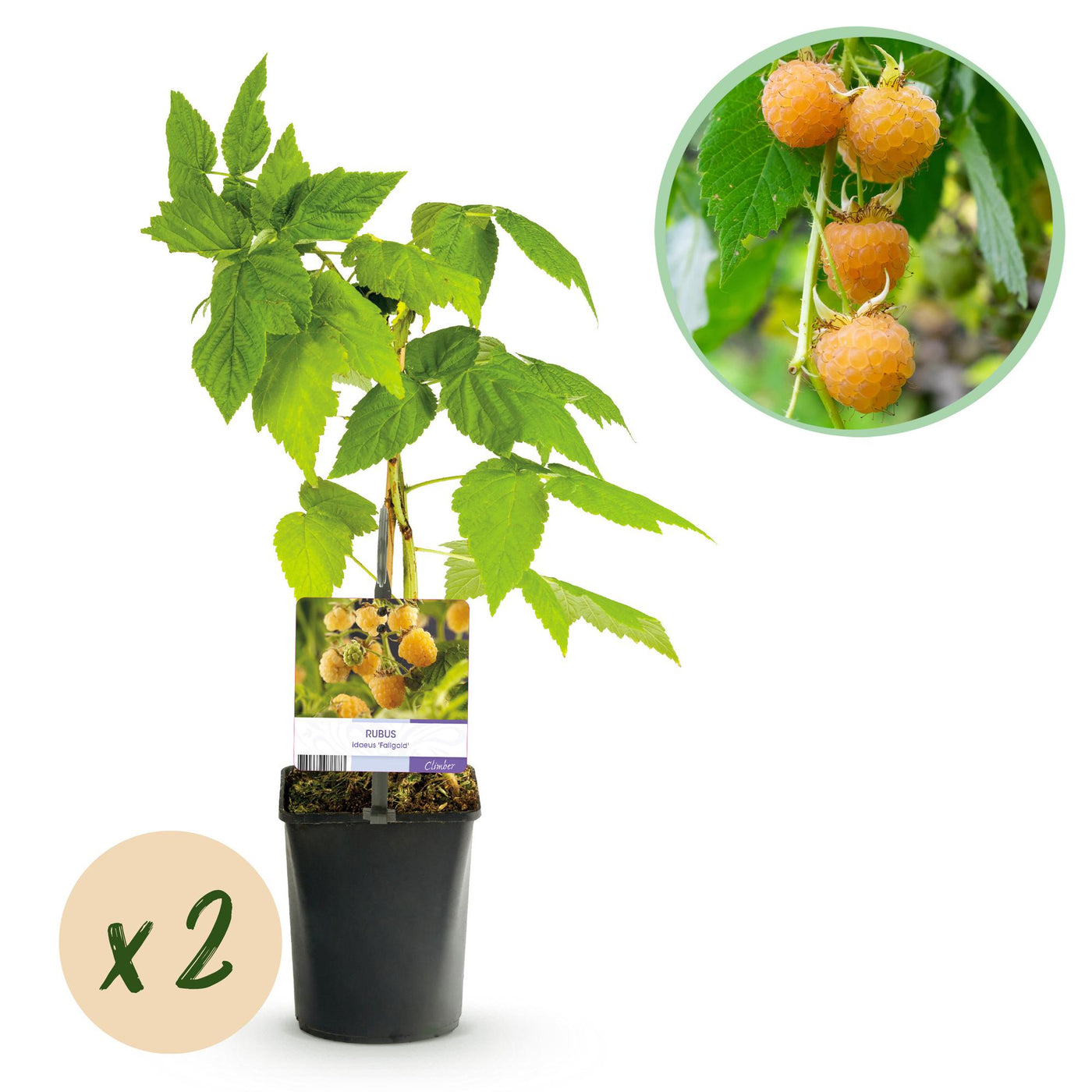 2x Framboos - Rubus idaeus Fallgold - Ø11cm - ↕40cm