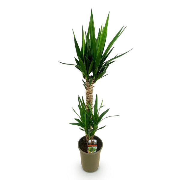 Palmlelie - Yucca elephantipes - Ø19cm - ↕95cm