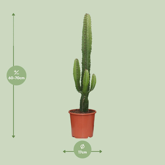 Wolfsmelk - Euphorbia Acrurensis - Ø17cm - ↕50cm
