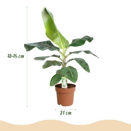 Bananenplant - Musa acuminata Dwarf Cavendish - Ø21cm - ↕70-75cm