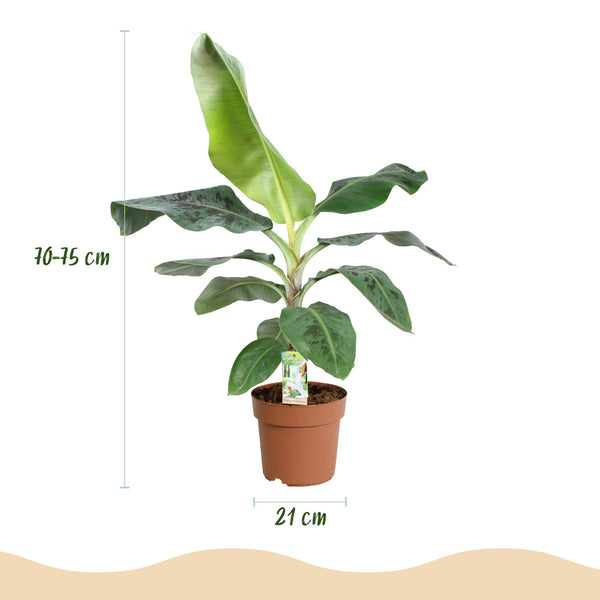 Bananenplant - Musa acuminata Dwarf Cavendish - Ø21cm - ↕70-75cm