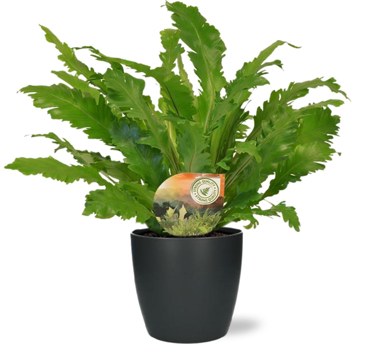 Tongvaren - Asplenium Campio - Ø17cm - ↕50cm