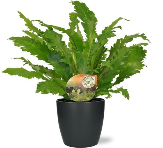 Tongvaren - Asplenium Campio - Ø17cm - ↕50cm