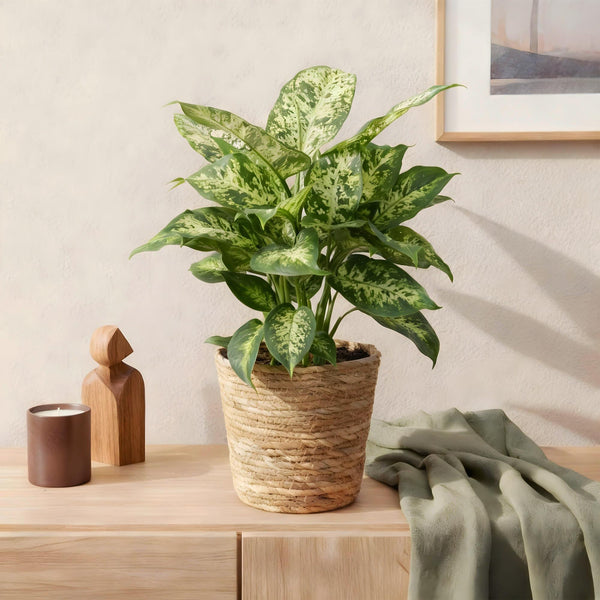Dieffenbachia - Dieffenbachia Compacta - Ø17cm - ↕45-50cm