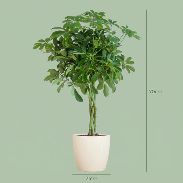 Vingerboom - Schefflera Arab Nora - incl. Pot - Wit - Ø21cm - ↕70cm