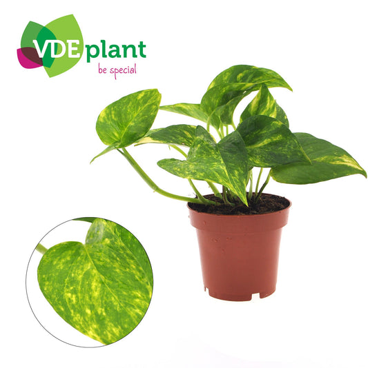 Pothos - Epipremnum aureum - Ø12cm - ↕25cm