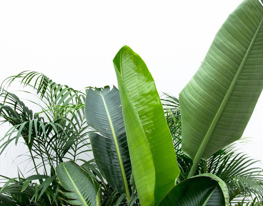 Witte paradijsvogelplant - Kentia, Strelitzia Nicolai, Areca - ↕200cm