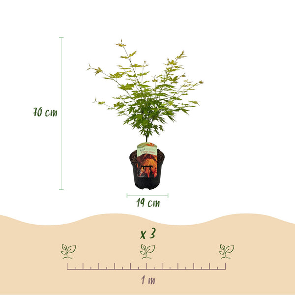 Japanse Esdoorn - Acer palmatum Orange Dream - Oranje - Ø19cm - ↕70cm