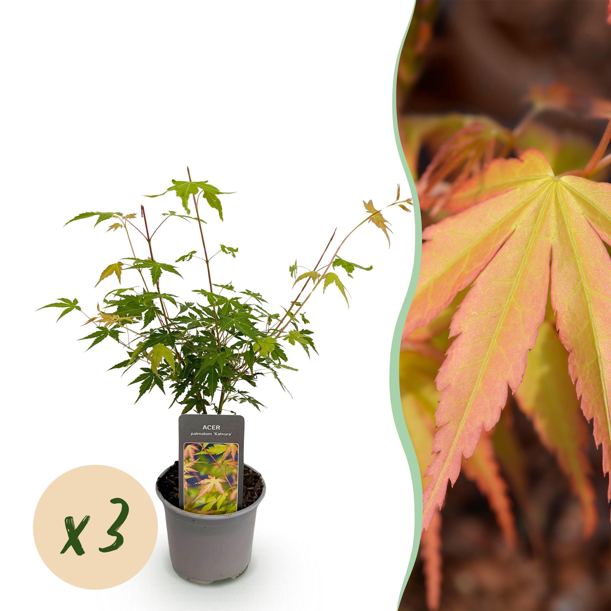 Japanse Esdoorn - Acer palmatum Katsura - Oranje - Ø12cm - ↕35cm
