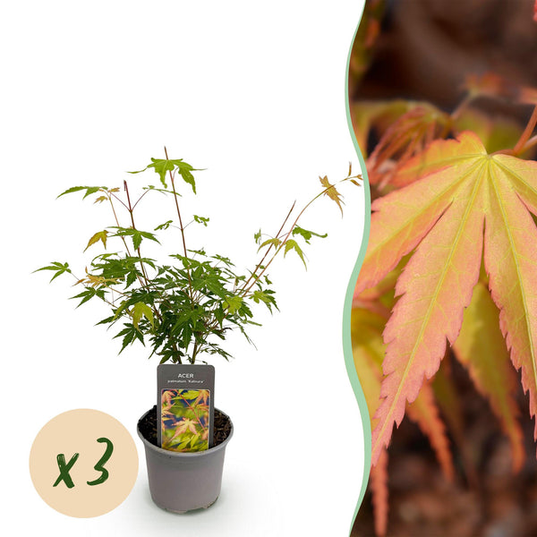 Japanse Esdoorn - Acer palmatum Katsura - Oranje - Ø12cm - ↕35cm