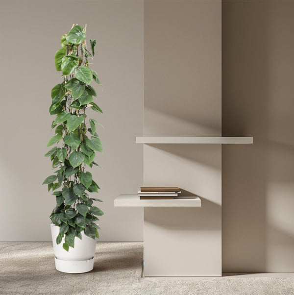 Philodendron Scandens gaasrek - Ø27cm - ↕160cm