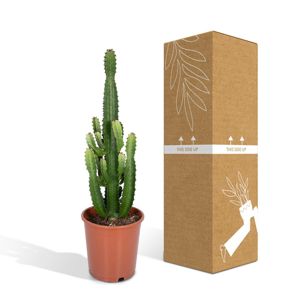 Wolfsmelk - Euphorbia Acrurensis - Ø24cm - ↕60cm