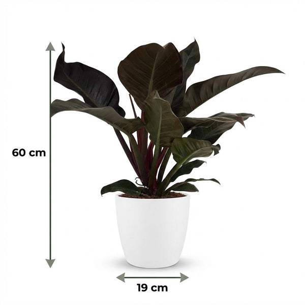 Philodendron Imperial Red - Rood - Ø19cm - ↕60cm