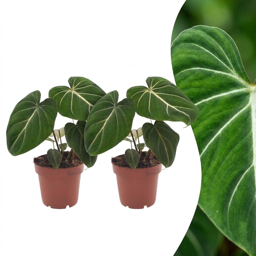 2x Philodendron Gloriosum - Ø12cm - ↕25cm