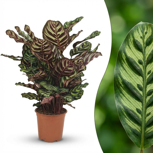 Pauwenplant - Calathea Makoyana - Ø19cm - ↕70cm
