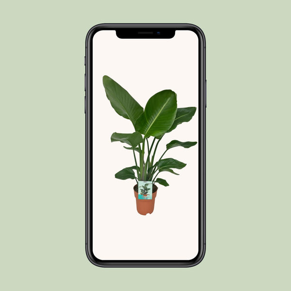 Witte paradijsvogelplant - Strelitzia nicolai - Ø19cm - ↕90cm