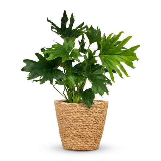 Philodendron Lickety split - Ø19cm - ↕70cm