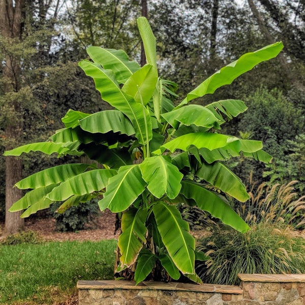 Bananenplant - Musa basjoo - Ø21cm - ↕70-90cm