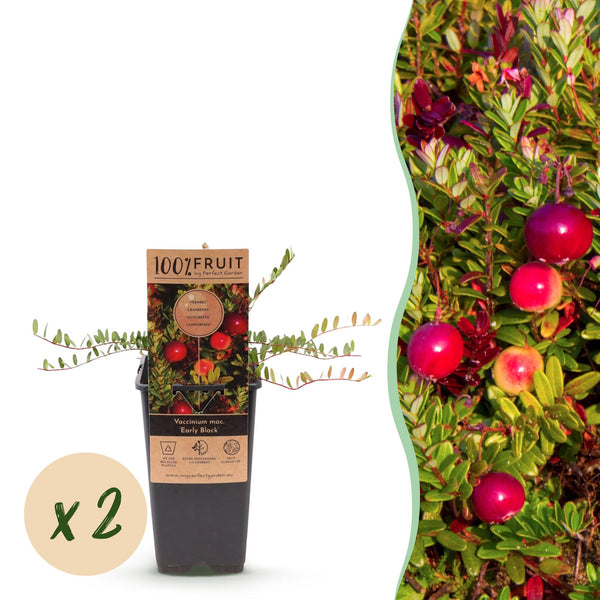 2x Blauwe bes - Vaccinium mac. Early Black - Ø15cm - ↕50cm