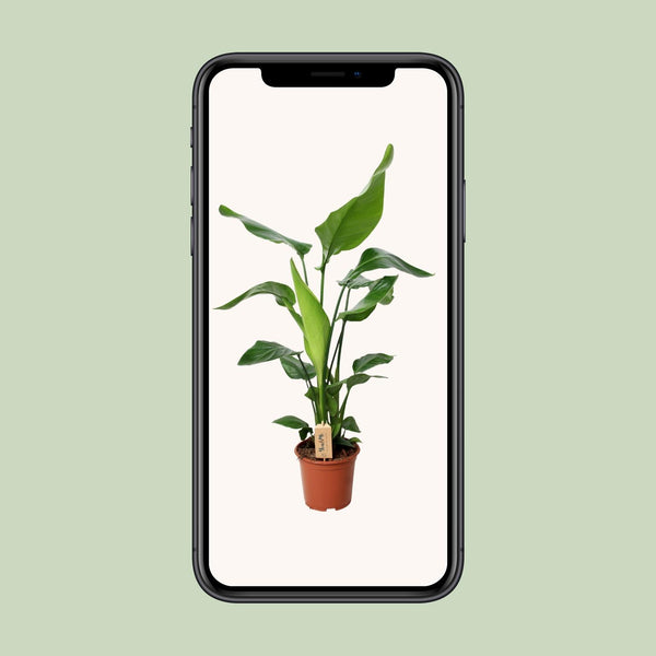 Witte paradijsvogelplant - Strelitzia nicolai - Ø19cm - ↕90cm