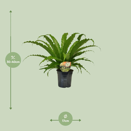 Tongvaren - Asplenium Osaka - Ø17cm - ↕40cm