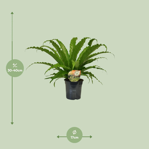 Tongvaren - Asplenium Osaka - Ø17cm - ↕40cm
