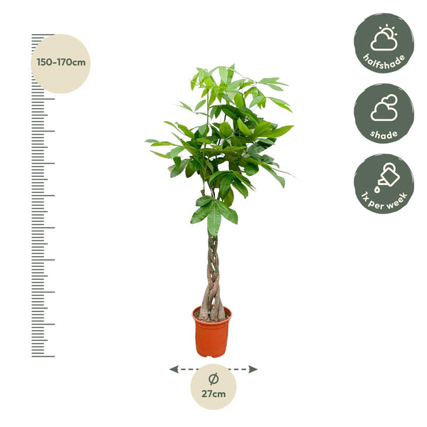 Geldboom - Pachira aquatica - Ø21cm - ↕110cm