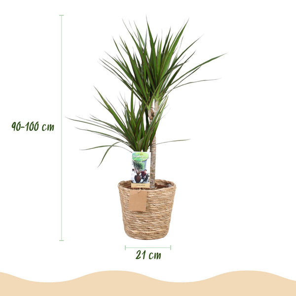 Drakenbloedboom - Dracaena marginata - Ø21cm - ↕90-100cm