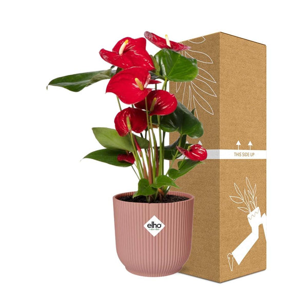 Flamingoplant - Anthurium Red - incl. Elho Vibes Fold In - ↕14cm