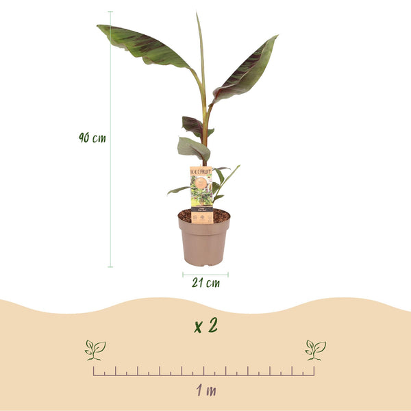 Bananenplant - Musa Ever Red - Ø21cm - ↕90cm
