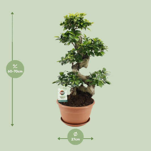 Vijgenboom - Ficus Ginseng - Ø27cm - ↕70cm
