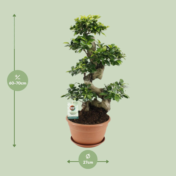 Vijgenboom - Ficus Ginseng - Ø27cm - ↕70cm