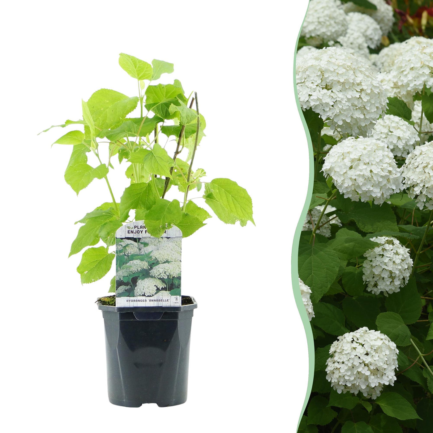 Hortensia - Hydrangea arborescens Annabelle - wit - Ø17cm - ↕50cm