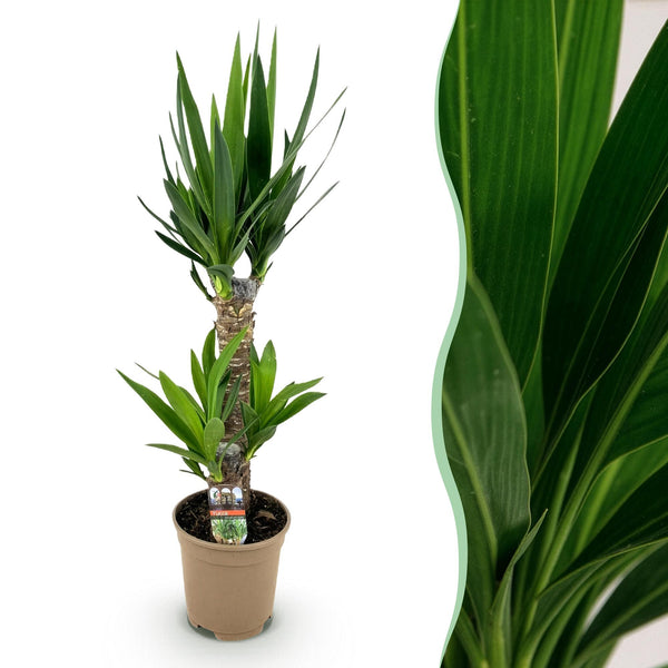 Palmlelie - Yucca elephantipes - Ø17cm - ↕75cm