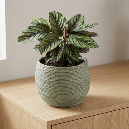 Mand Jorck - groen - Ø26cm