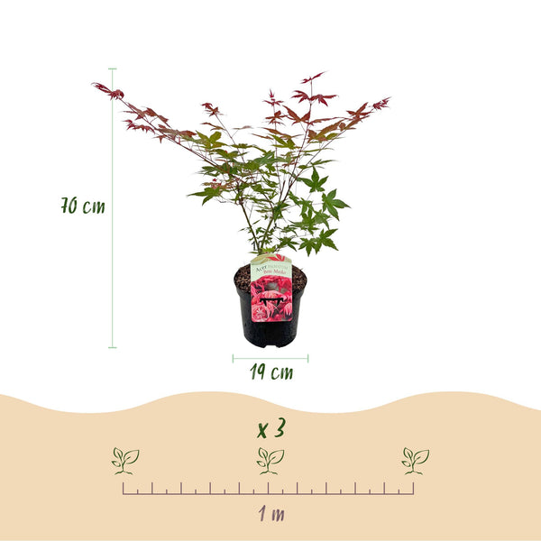 Japanse Esdoorn - Acer palmatum Beni Maiko - Rood - Ø19cm - ↕70cm