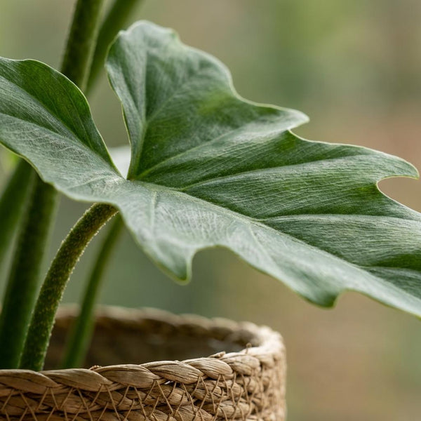 Philodendron Lacerum - Ø19cm - ↕65cm