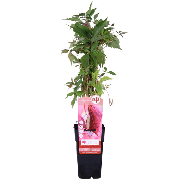 Wilde wingerd - Parthenocissus quinquefolia var. 'Engelmannii' - Ø15cm - ↕65cm