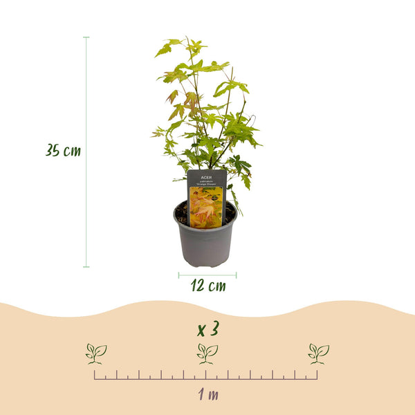 Japanse Esdoorn - Acer palmatum Orange Dream - Oranje - Ø12cm - ↕35cm