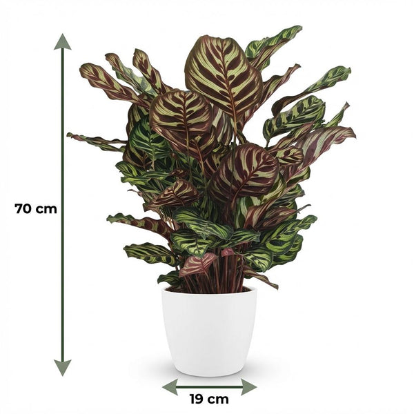 Pauwenplant - Calathea Makoyana - Ø19cm - ↕70cm