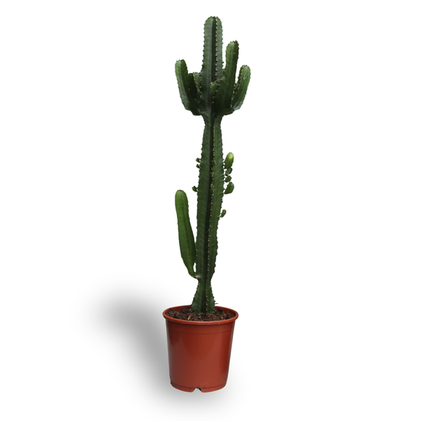 Wolfsmelk - Euphorbia Acrurensis - Ø24cm - ↕60cm