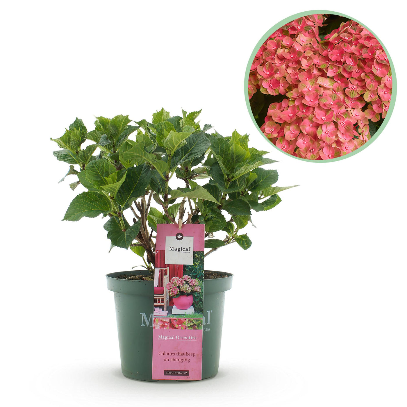 Hortensia - Hydrangea Magical Green Fire - Ø23cm - ↕55cm