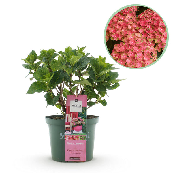 Hortensia - Hydrangea Magical Green Fire - Ø23cm - ↕55cm