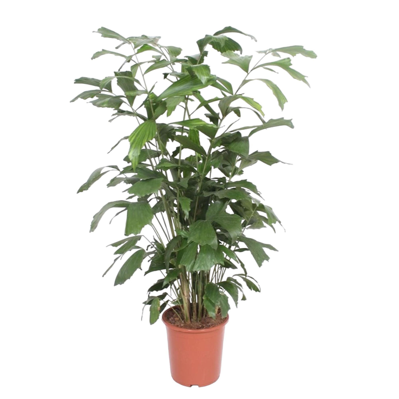 Vissenstaartpalm - Caryota mitis - Ø27cm - ↕140cm