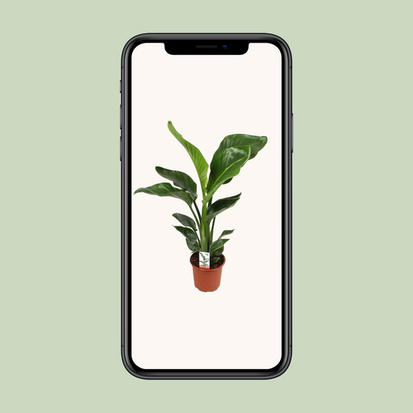 Witte paradijsvogelplant - Strelitzia nicolai - Ø17cm - ↕70cm