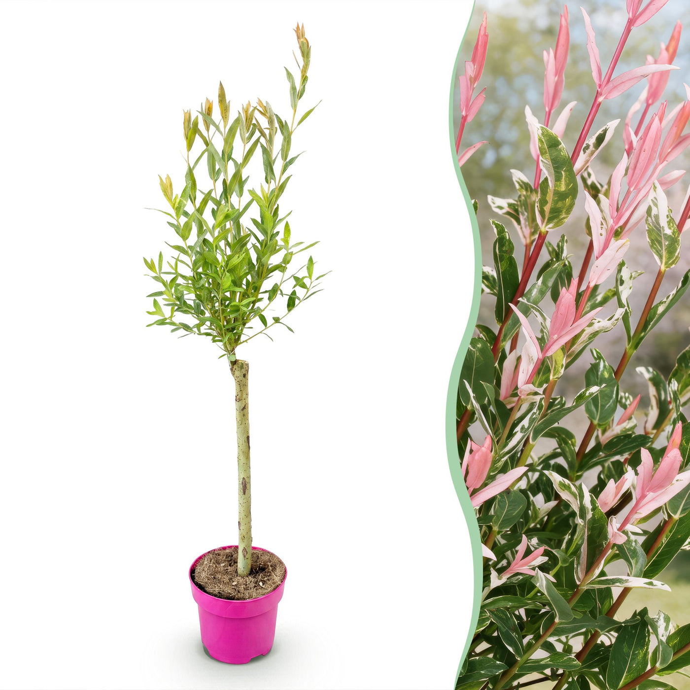 Bonte wilg - Salix Flamingo - Ø17cm - ↕75cm